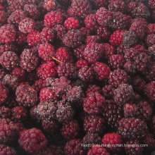 IQF Einfrieren Organic Blackberry Zl-017